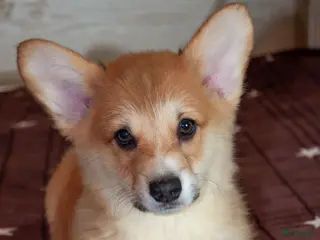 Welsh Corgi Pembroke honden Welsh Corgi Pembroke puppy's - Advertentie 1