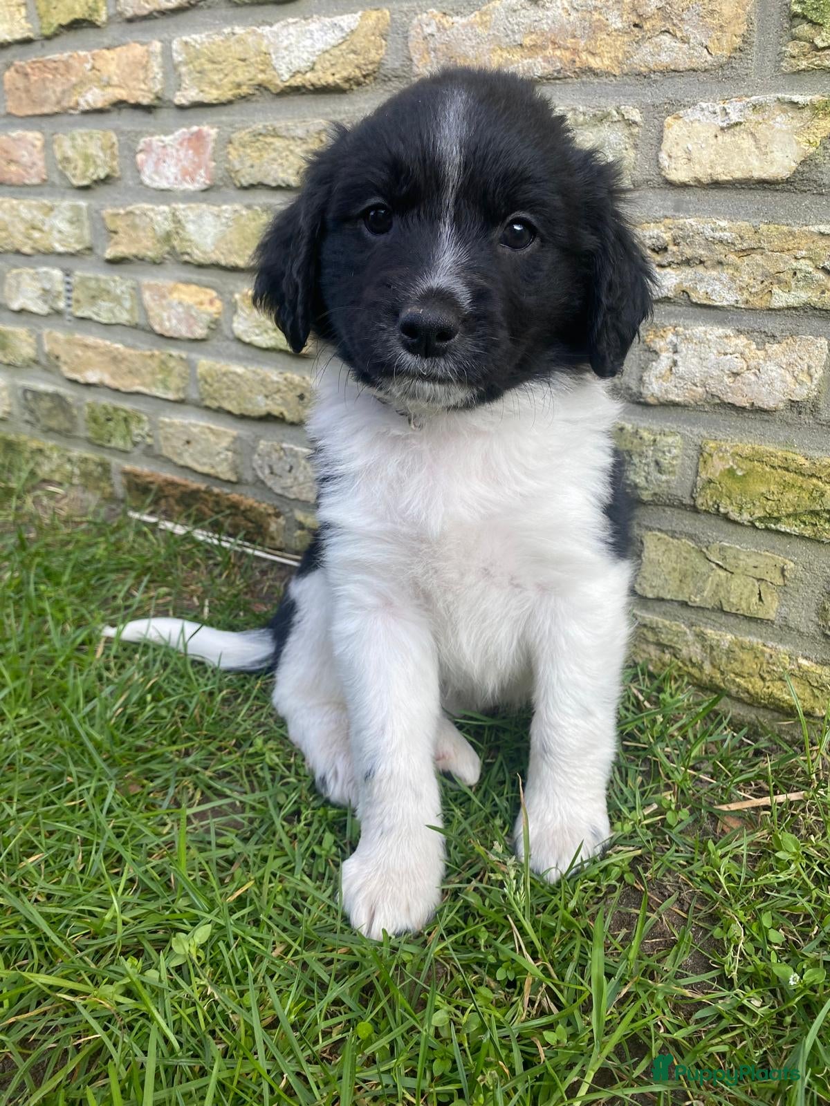 Friese Stabij honden Friese Stabij puppy's - Advertentie 2