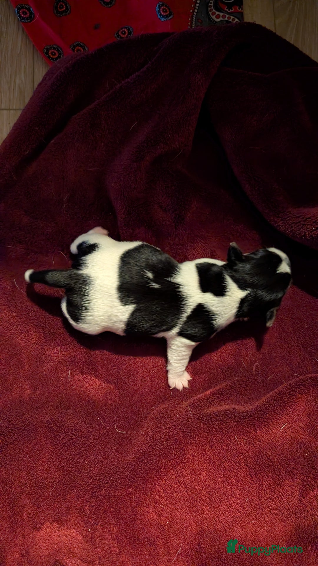 Jack Russel Terriër honden te koop: Jack Russell puppies  - Advertentie 2