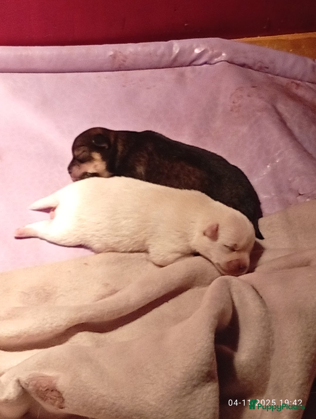 Kruising honden te koop: zeer mooie kruising pomchi nog 1 beschikbaar  - Advertentie 4