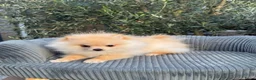 Pomeriaan honden te koop: Prachtig klein Pomeriaan puppy  - Advertentie 3