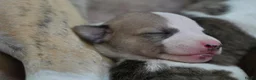 Whippet honden te koop: Whippetpupjes - Advertentie 6
