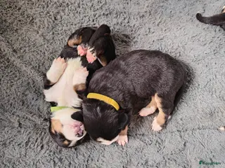 Grote Zwitserse Sennenhond honden Grote Zwitserse Sennenpups - Advertentie 1