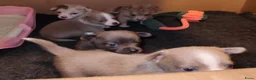 Pomchi honden te koop: Super lieve Pomchi pups  - Advertentie 10