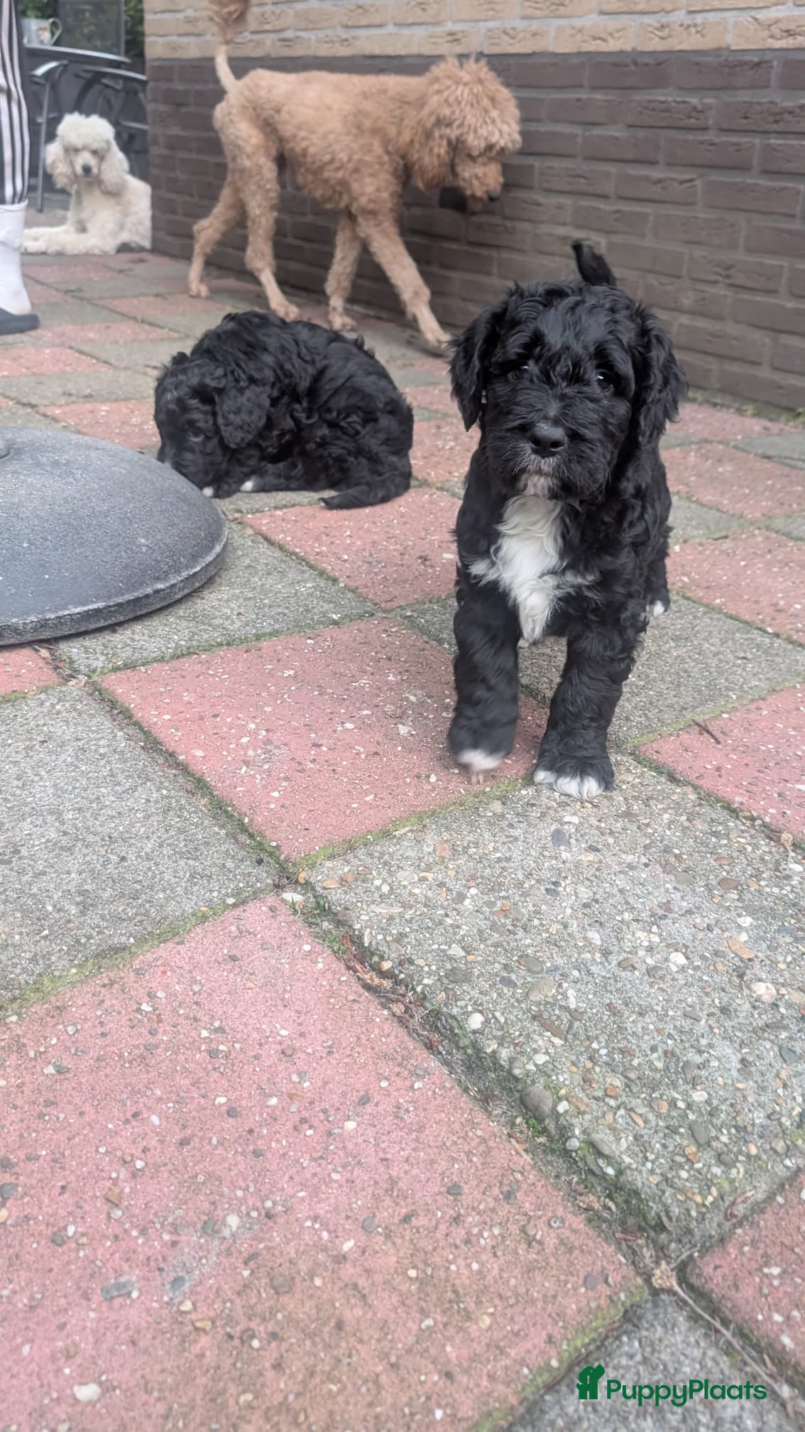 Bernedoodle honden te koop: Bernedoodle pups (Koningspoedel x Berner Sennen) in Nunspeet - Advertentie 7