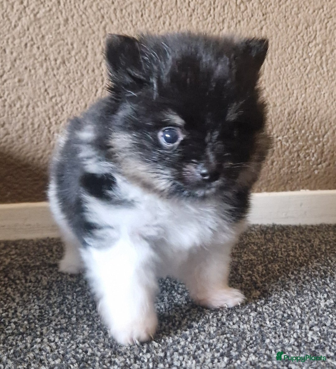 Pomeriaan honden te koop: Pomeriaan pups #panda dog # black and tan  - Advertentie 3