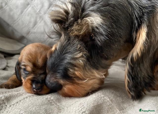Ruwhaar Teckel honden Prachtige Standaard Ruwhaar Teckelpuppy’s ,  - Advertentie 1