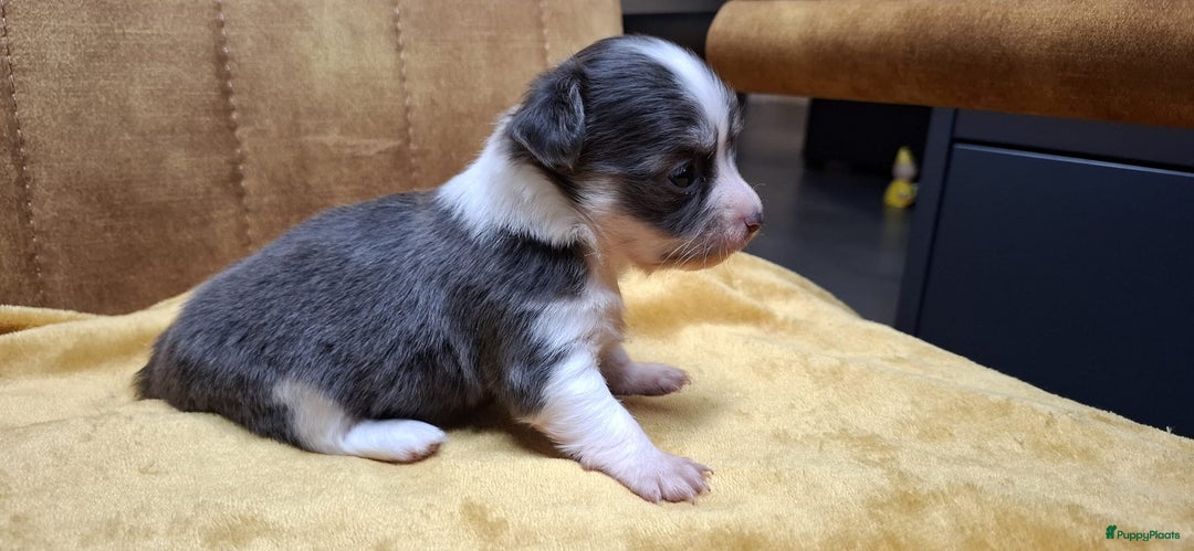 Chihuahua honden te koop: Chihuahua - Advertentie 5