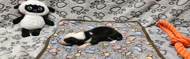Border Collie Puppy 6