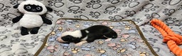Border Collie honden te koop: 6 border collie pups te koop - Advertentie 4