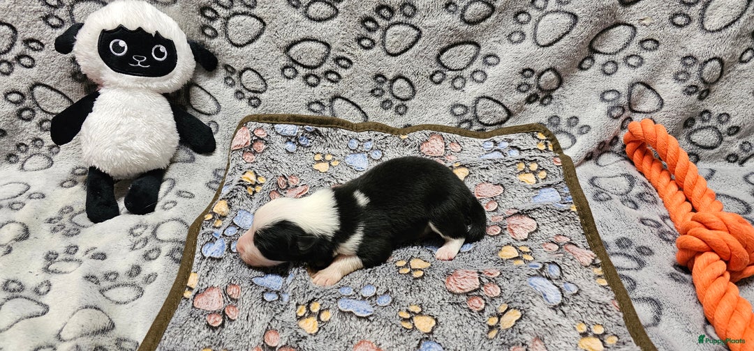 Border Collie honden te koop: 6 border collie pups te koop - Advertentie 4