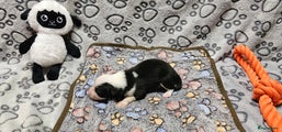 Border Collie Puppy 6