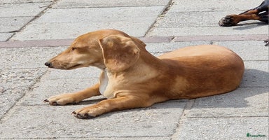 Teckel (korthaar)  honden - Advertentie 10