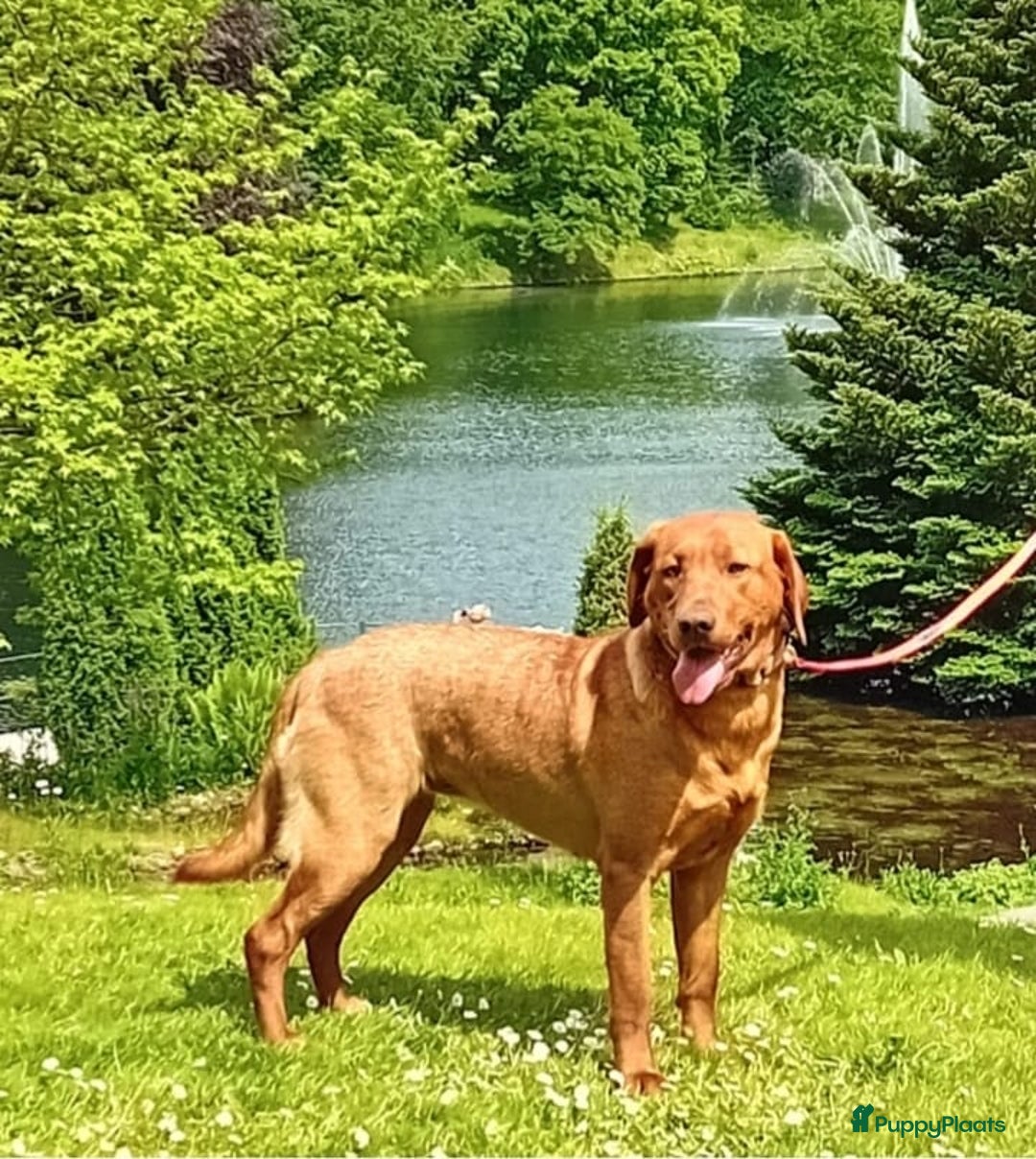 Labrador Retriever honden te koop: Prachtige Foxred Labrador pups - Advertentie 3