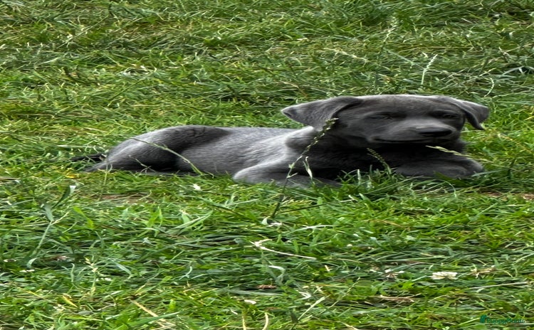 Labrador Retriever honden in Diest - Advertentie 1
