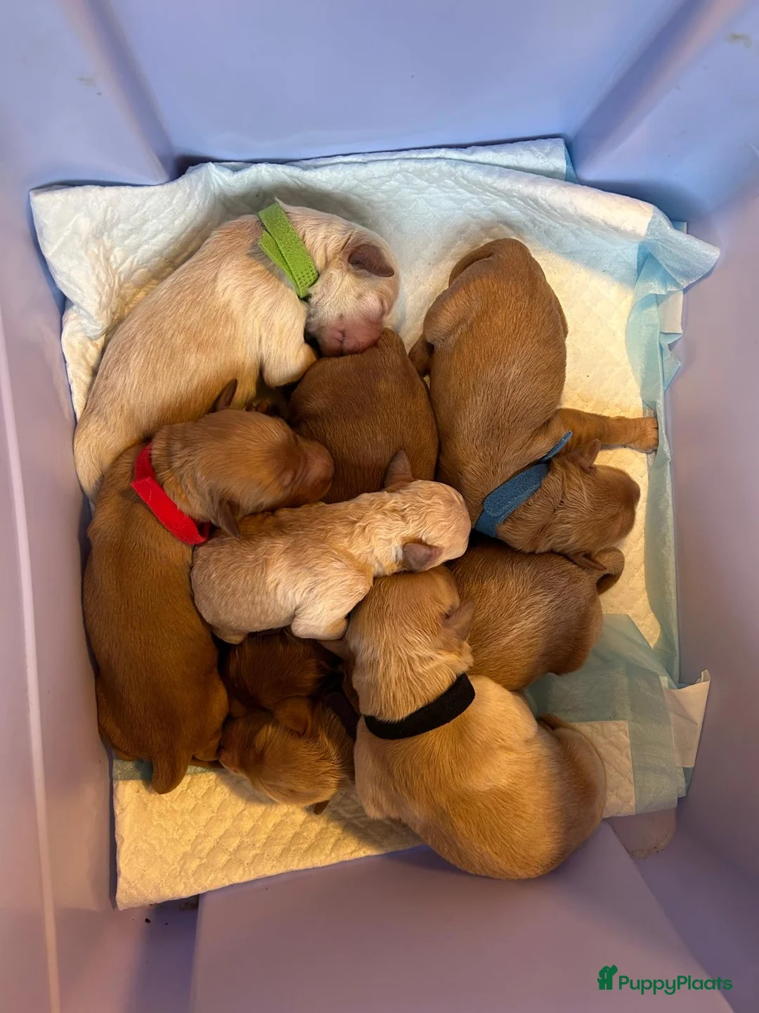 Australian Labradoodle honden te koop: Australian labradoodle (medium) - Advertentie 8