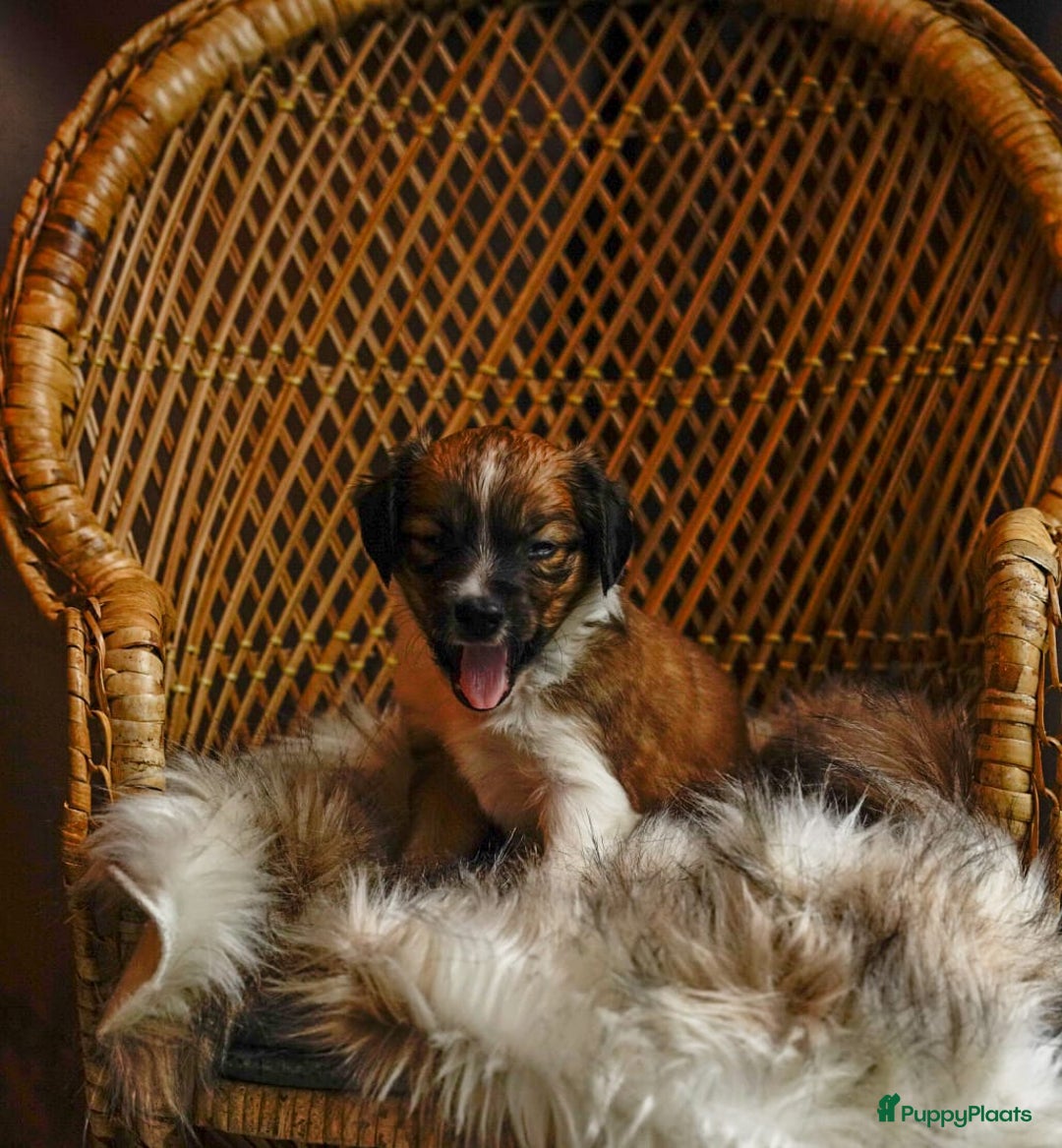 Kooikerhondje honden te koop: 8 week oude kooikerpups op zoek naar warm thuis. - Advertentie 19