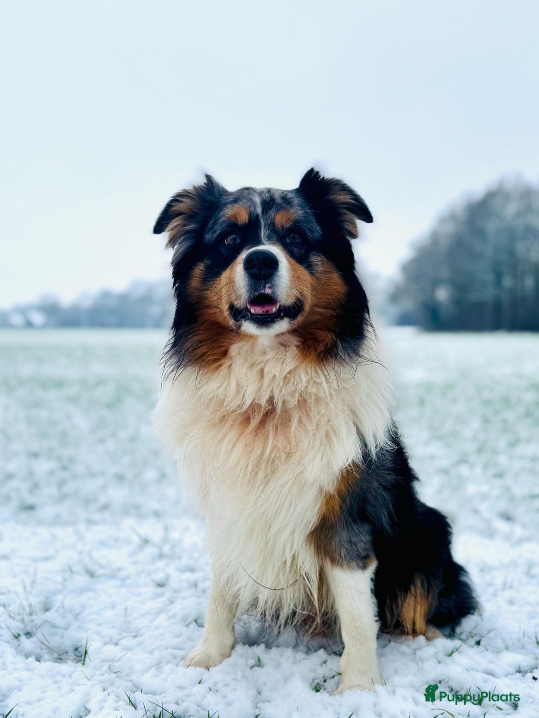 Australian Shepherd honden te koop: Australian Shepherd x Bordercollie pups in Linde - Afbeelding 35