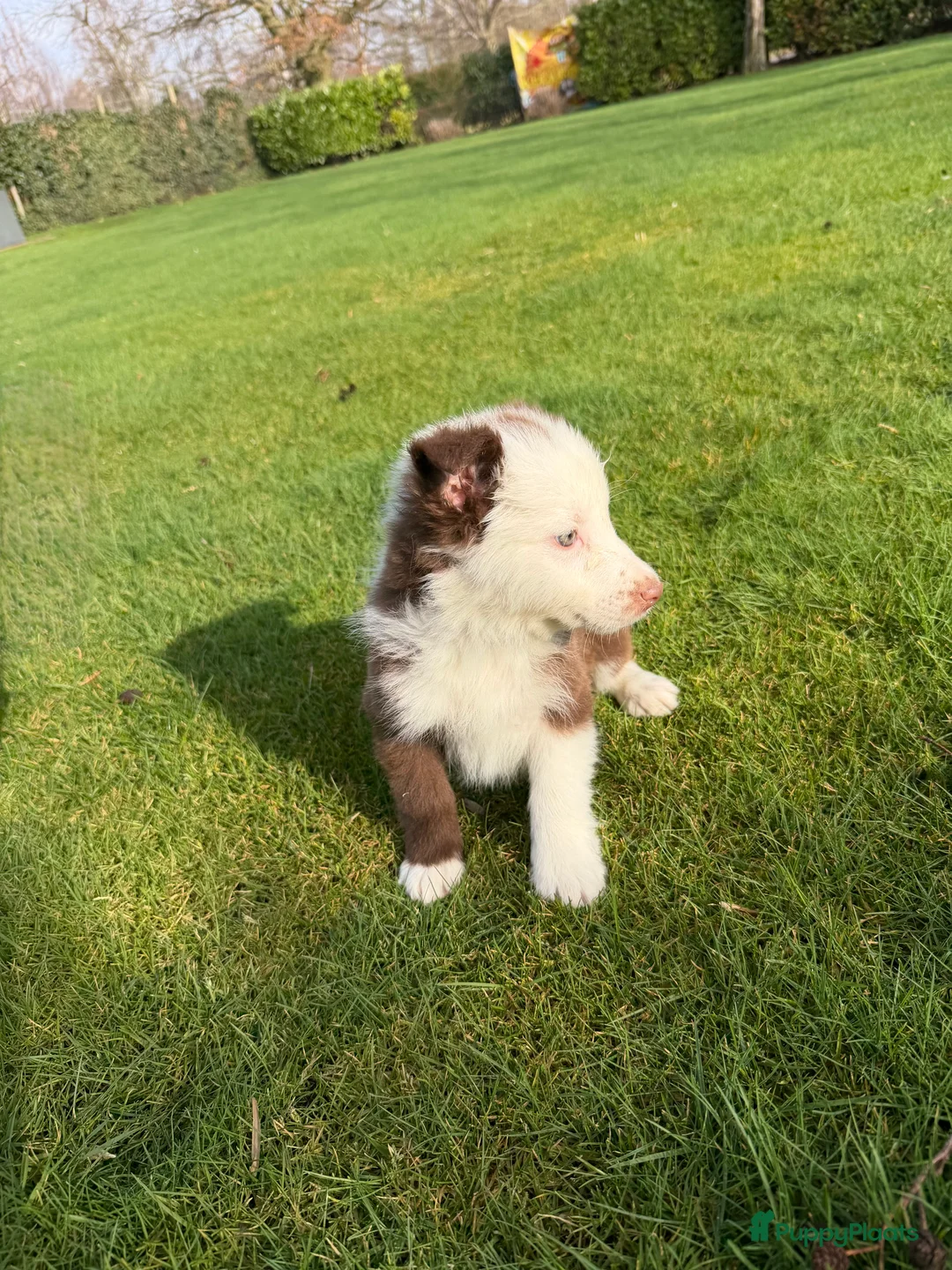 Kruising honden te koop: Australian Shepherd x Border Collie pups - Advertentie 17