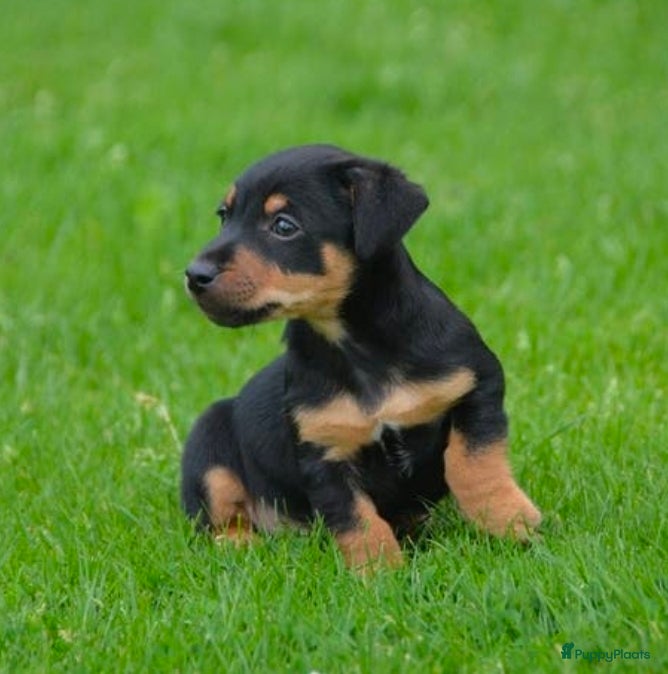 Jack Russel Terriër honden te koop: Supermooie Jack-Russell pups,  groeien op in huis. - Advertentie 10