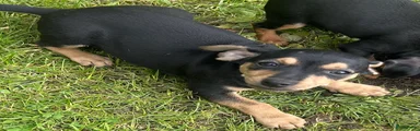 Dwergpinscher Puppy 4