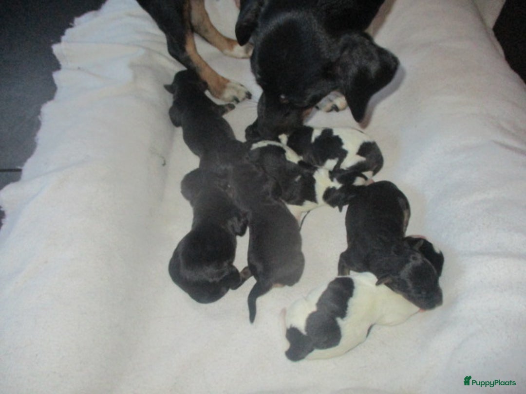 Jack Russel Terriër honden te koop: Jack  russel pups zoeken lief huis! nog 4 pups! - Advertentie 21