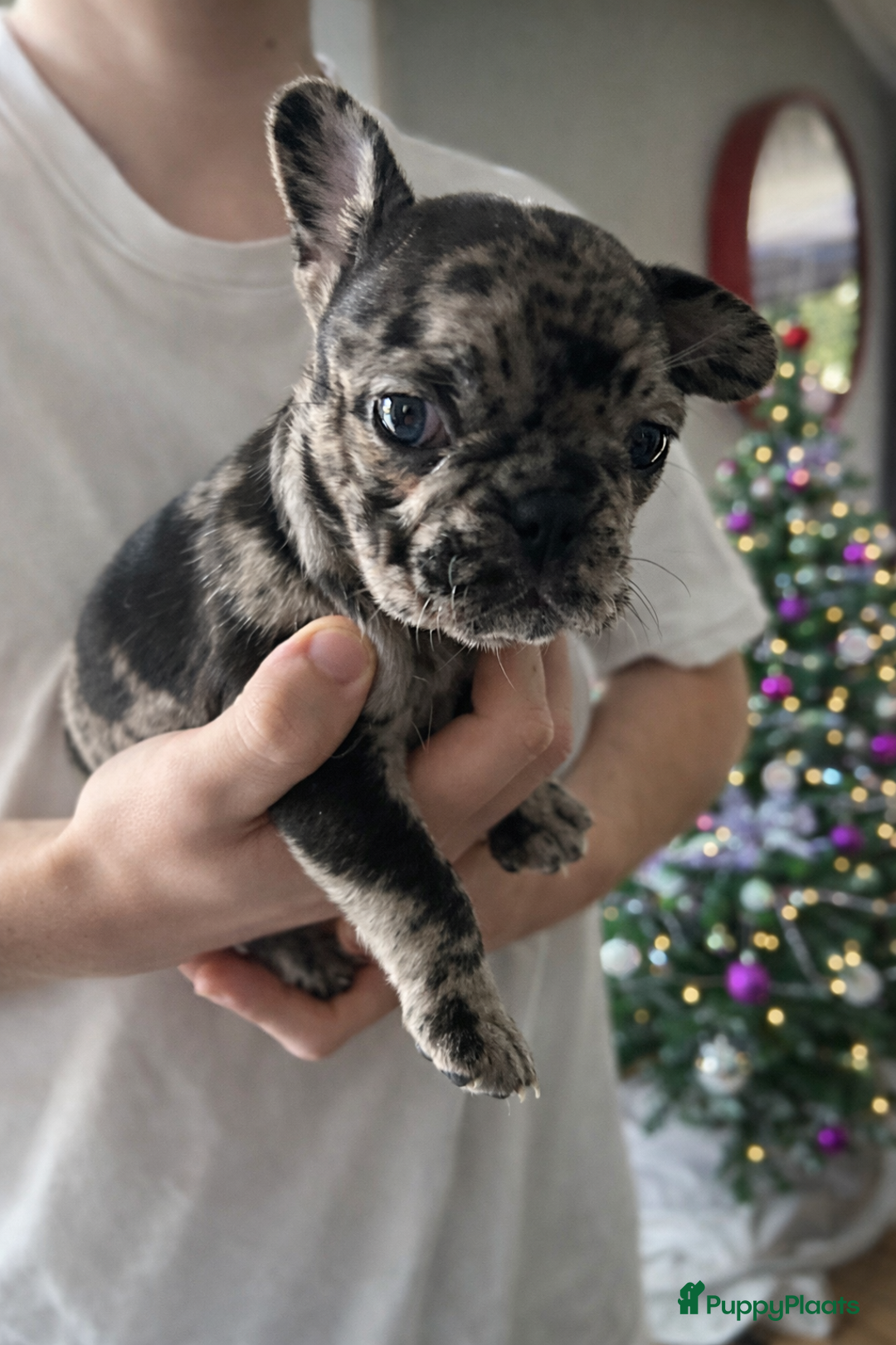 Franse Bulldog honden te koop: Franse bulldog puppy’s  - Advertentie 4