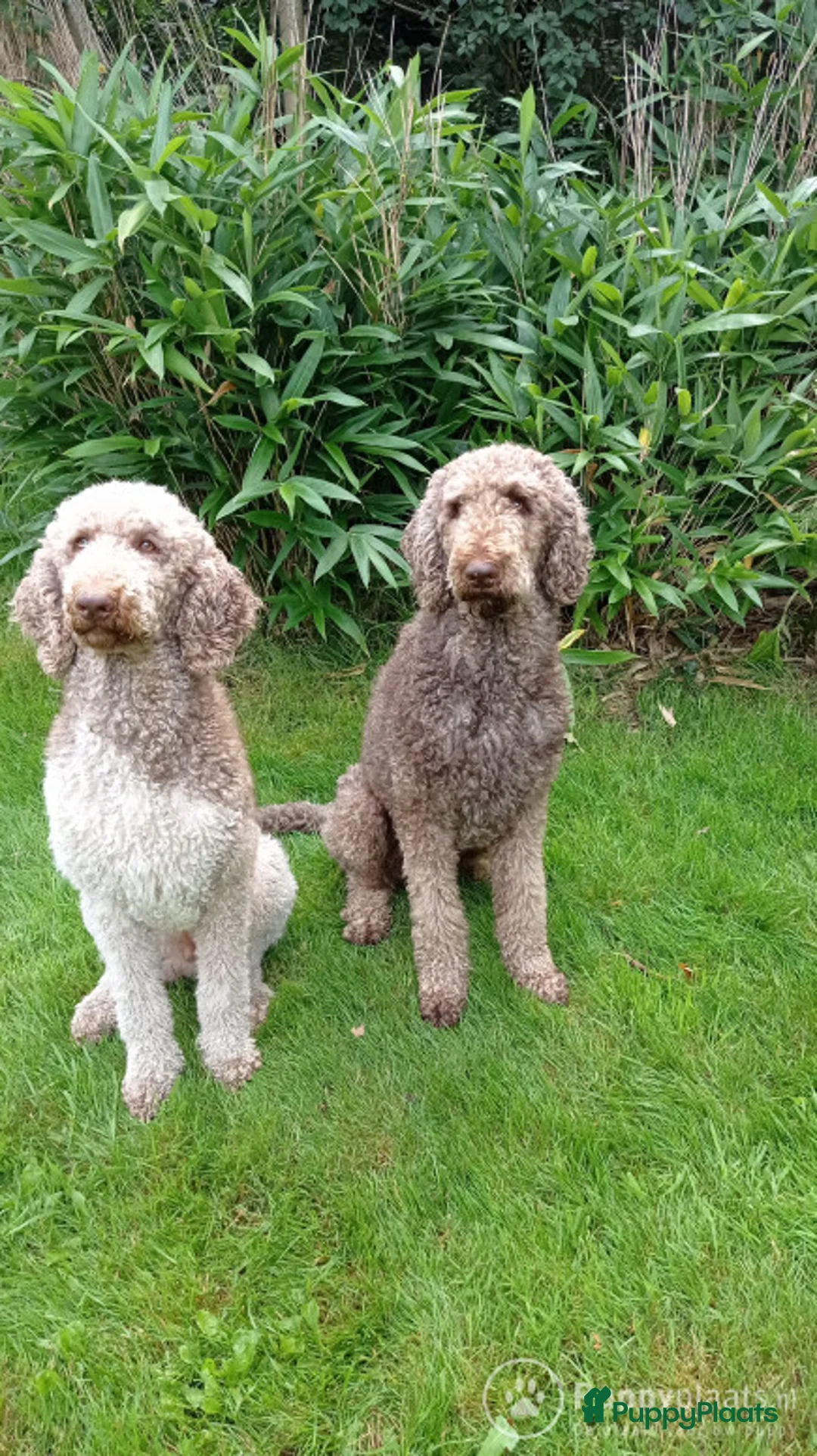 Poedel honden ter dekking: Raszuivere chocobruine en harlekijn koningspoedel in Markelo - Advertentie 3