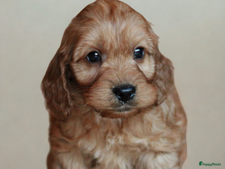 Cockapoo honden Cockapoo pups - Advertentie 4