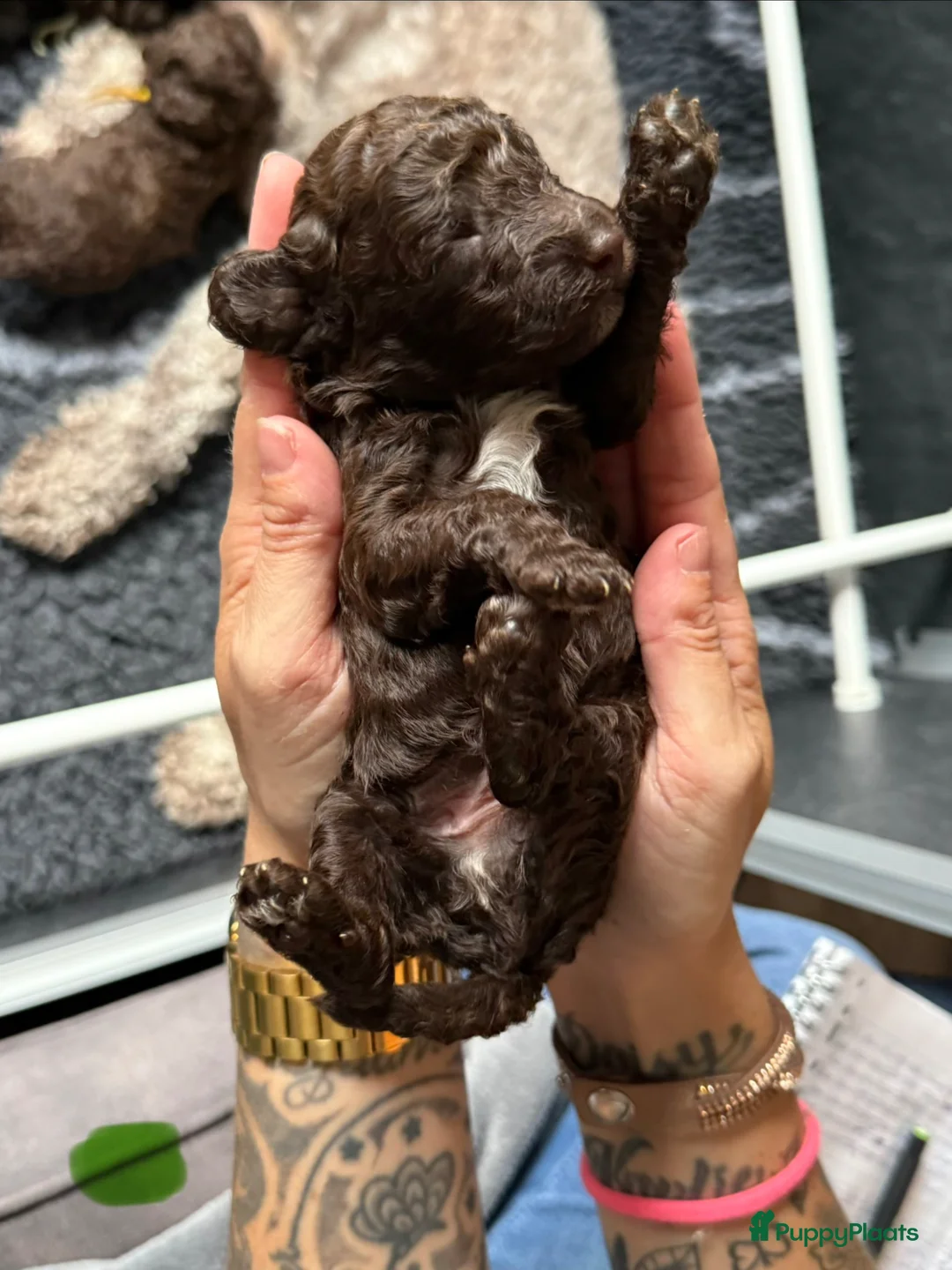 Kruising honden te koop: Prachtige hypoallergene pups te reserven - Advertentie 1