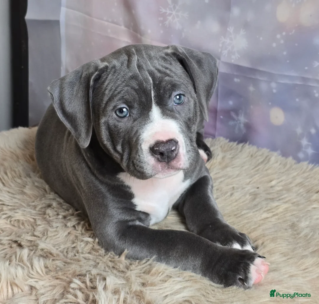 Amerikaanse Bully honden te koop: American Bully XL met ABKC stamboom  - Advertentie 10