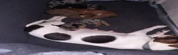 Jack Russel Terriër honden te koop: 5 leuke jack russel pups - Advertentie 3