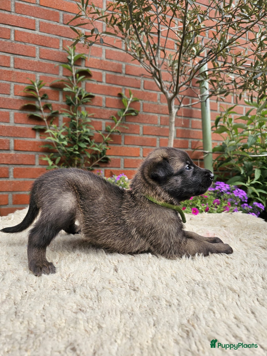 Mechelse Herder honden te koop: Puppy's Mechelse herder - mogen naar nieuw huisje - Afbeelding 21
