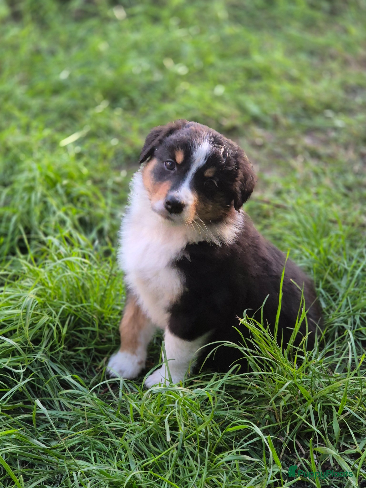 Australian Shepherd honden Australian sheperd pups - Advertentie 2