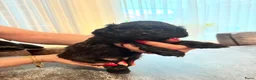 Shihpoo honden te koop: Nog twee puppy’s beschikbaar  - Advertentie 15