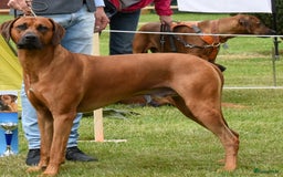 Rhodesian Ridgeback honden te koop: Rhodesian ridgeback pups met stamboom  - Advertentie 9