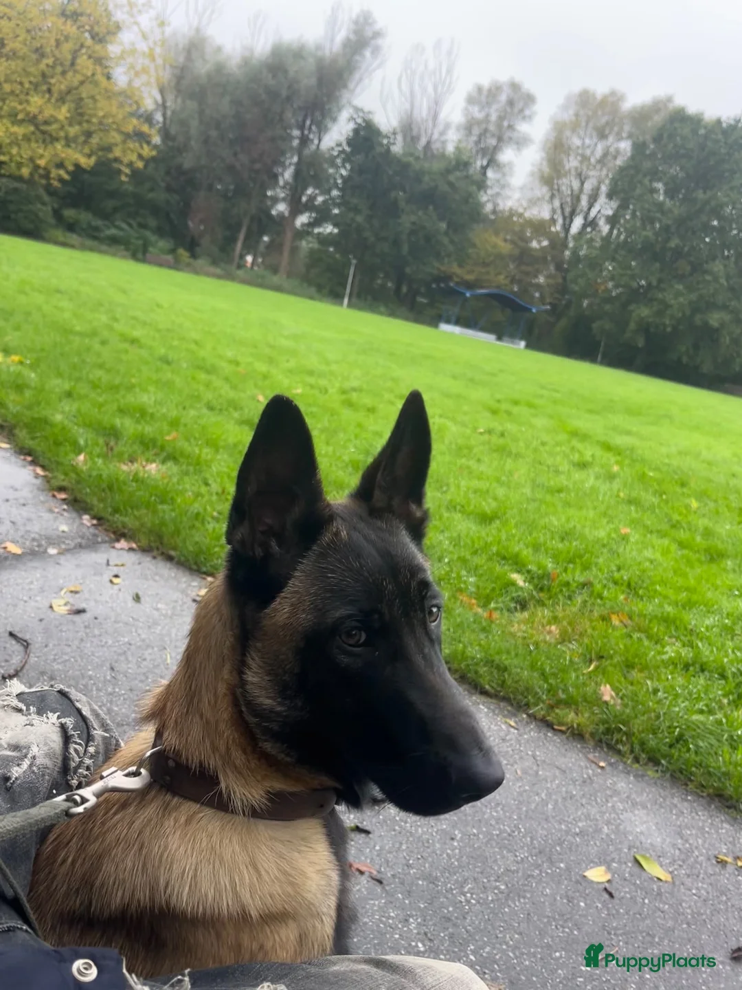 Mechelse Herder honden te koop: Mechelse herder  in Rotterdam - Advertentie 1