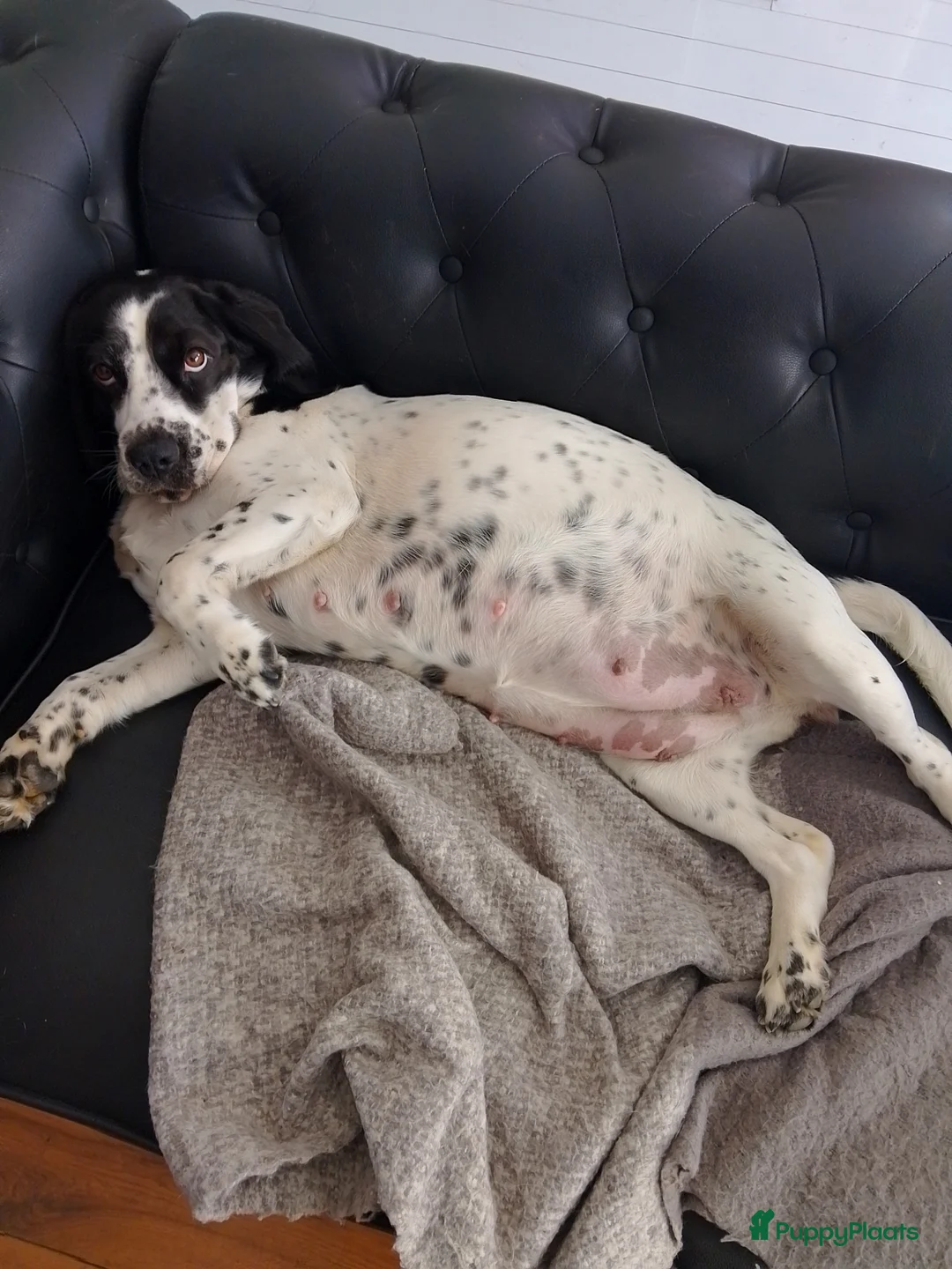 Kruising honden te koop: Een Onverwacht Sprookje 💝😊 - Advertentie 1