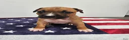 American Staffordshire Terriër honden te koop: Prachtige nestje amstaff pups - Advertentie 29