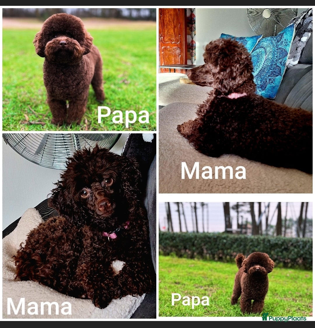 Poedel honden te koop: Choco toypoedel meisjes - Advertentie 11