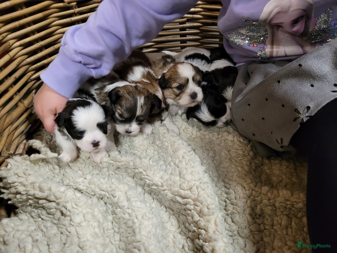 Malshi honden te koop: shih tsu boomer puppies - Advertentie 3