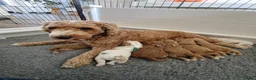 Australian Labradoodle honden te koop: mini australian labradoodle pups in Nieuwveen - Advertentie 2
