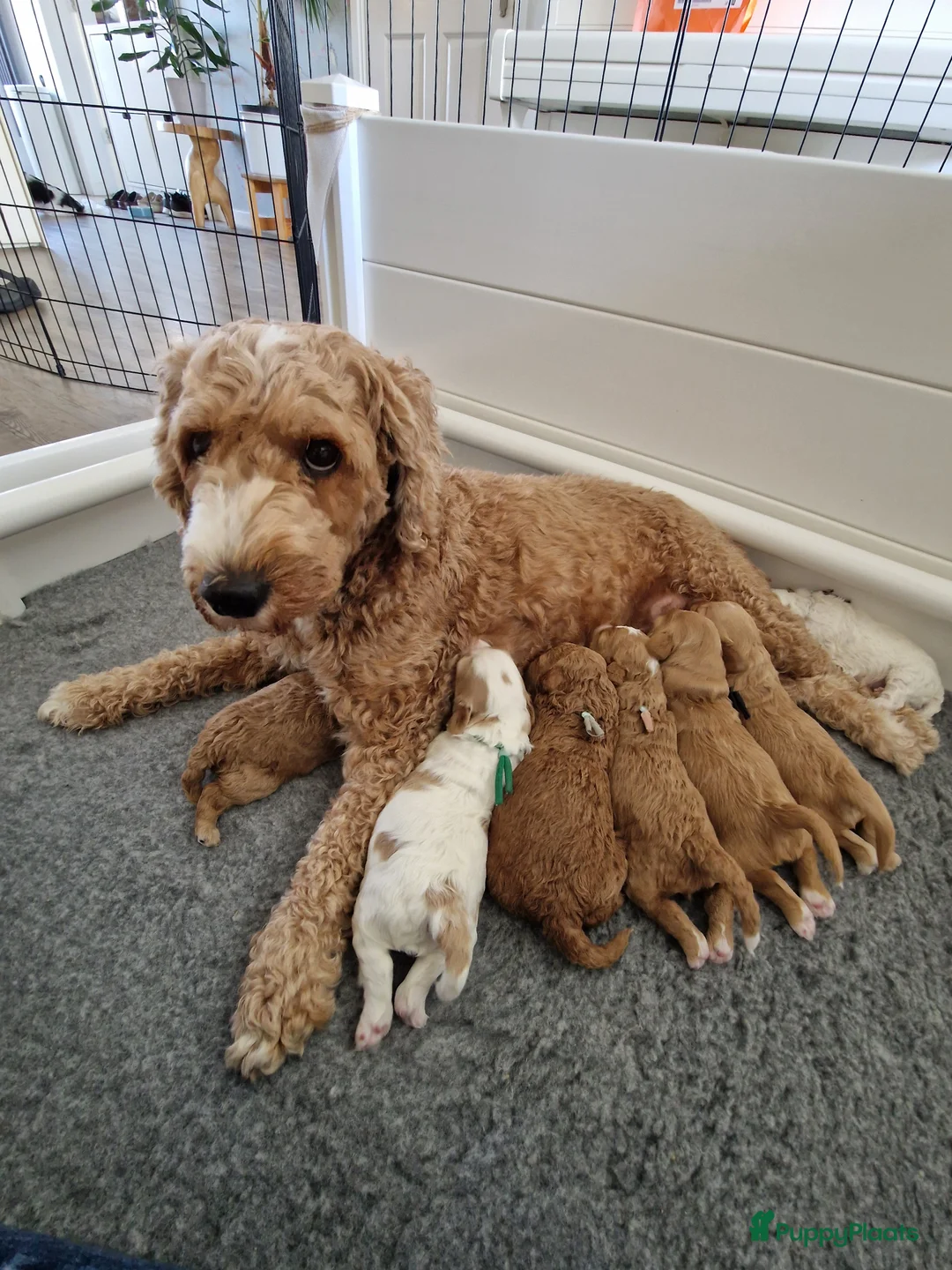 Australian Labradoodle honden te koop: mini australian labradoodle pups in Nieuwveen - Advertentie 2