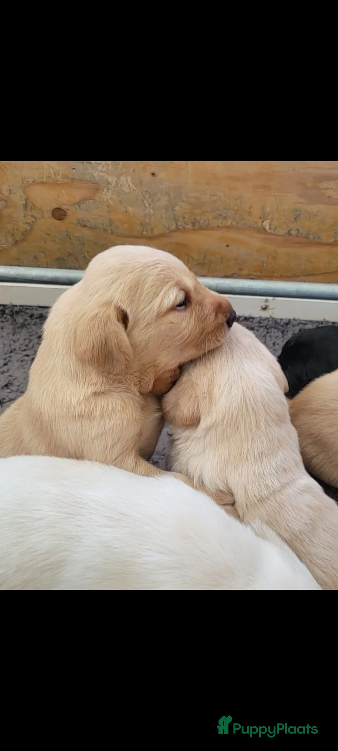 Labrador Retriever honden te koop: STAMBOOM FIELDTRIAL LABRADOR PUPS - Advertentie 8