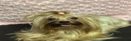 Biewer Terrier honden te koop: Classic Yorkshire teefje - Advertentie 3