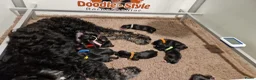 Bernedoodle honden te koop: Medium Bernedoodle - Advertentie 14