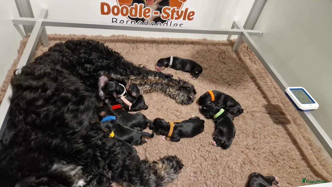 Bernedoodle honden te koop: Medium Bernedoodle - Advertentie 14