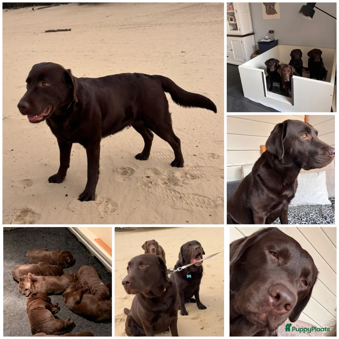 Labrador Retriever honden te koop: Mooie bruine labrador pups met stamboom in Geertruidenberg - Advertentie 1