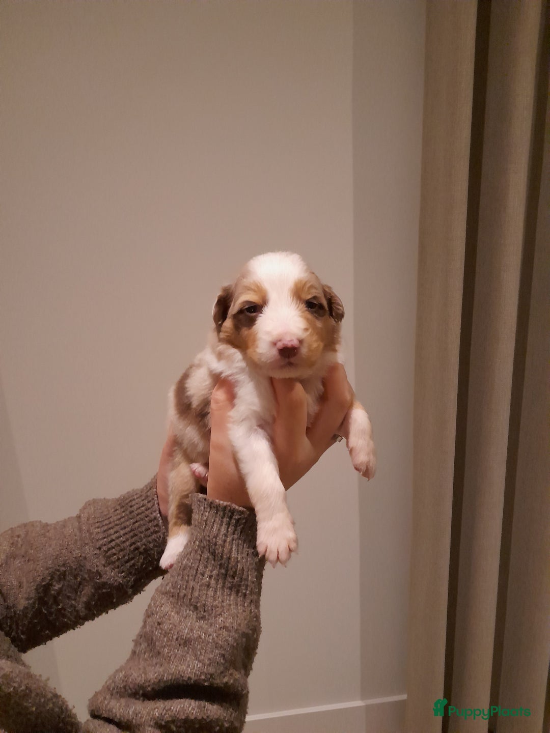 Australian Shepherd honden te koop: Lieve raszuivere australian shepherd pups  - Advertentie 33