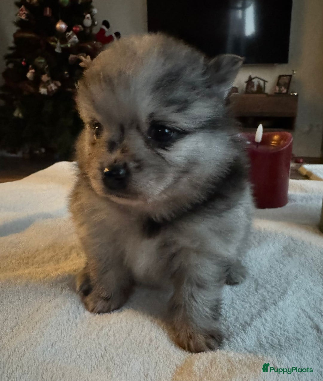 Pomeriaan honden te koop: Prachtige Pomeriaan pups  - Advertentie 10